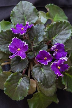 Menekse çeşitleri güzel mor çiçekli Korshunova Ec-nefes gök gürültülü. Siyah arka plan.