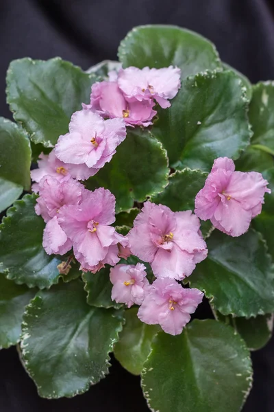 Menekse Nl-şifon elbise şiddetli çeşitleri ile güzel pembe çiçekler.