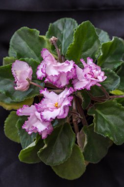 Menekse çeşitleri Jan-Minuet Puminova güzel beyaz pembe çiçekli. Siyah arka plan.