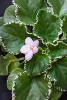 Menekse çeşitleri Vm-kırmızı yanakları akşam-Maydanyuk ile güzel beyaz çiçekler pembe. Siyah arka plan.