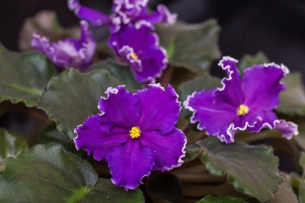 圣保利亚品种 ec-呼吸雷暴科尔舒诺娃与美丽的紫色花朵。特写. — 图库照片