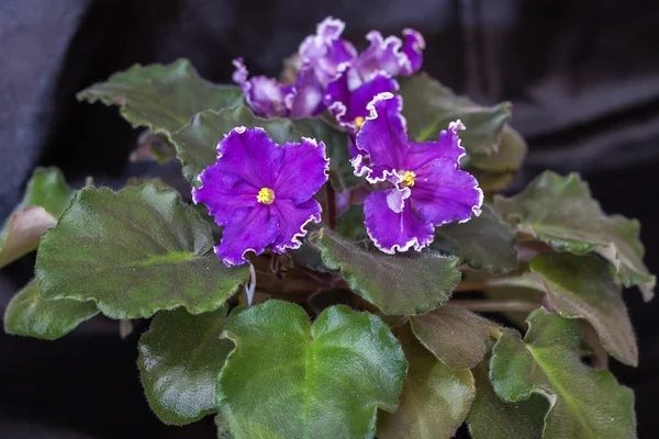圣保利亚品种 ec-呼吸雷暴科尔舒诺娃与美丽的紫色花朵。黑色背景. — 图库照片