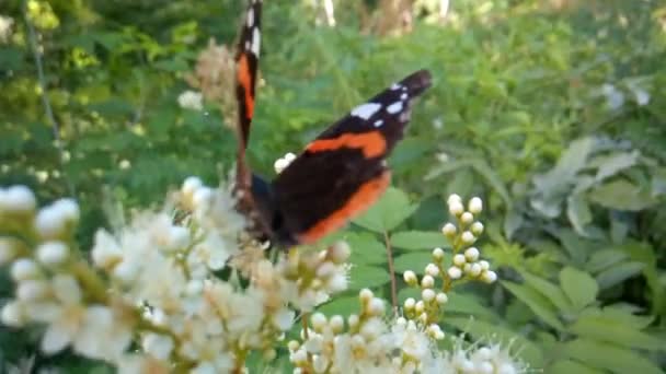 Kelebekler ve böcekler çiçeklerin üzerinde uçar. — Stok video