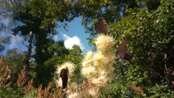 Borboletas e besouros voam em flores — Vídeo de Stock