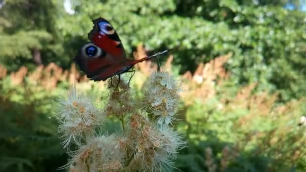 Vlinders en kevers vliegen op bloemen — Stockvideo