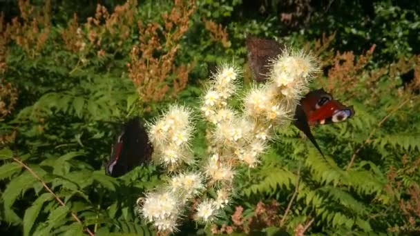 Fjärilar och skalbaggar flyger på blommor — Stockvideo