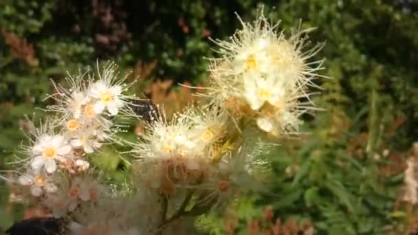 Butterflies and beetles fly on flowers — Stock video