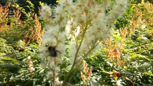 Mariposas y escarabajos vuelan sobre flores — Vídeos de Stock