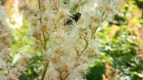 Farfalle e coleotteri volano sui fiori — Video Stock