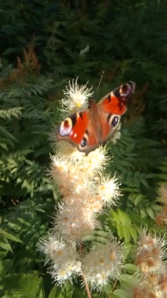 Бабочки и жуки летают на цветах — стоковое видео