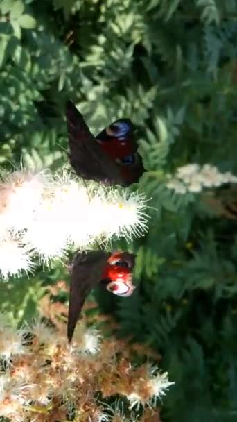 Schmetterlinge und Käfer fliegen auf Blumen — Stockvideo