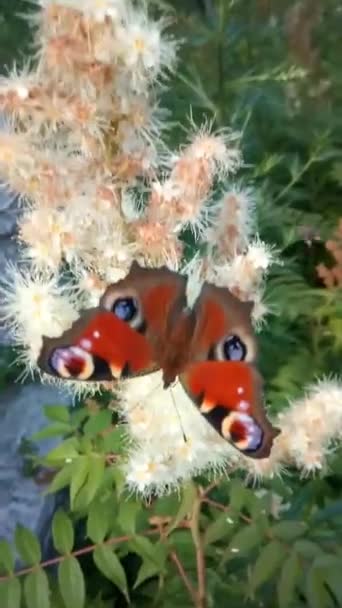Schmetterlinge und Käfer fliegen auf Blumen — Stockvideo