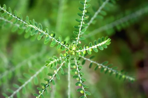 Piccola erba verde — Foto Stock