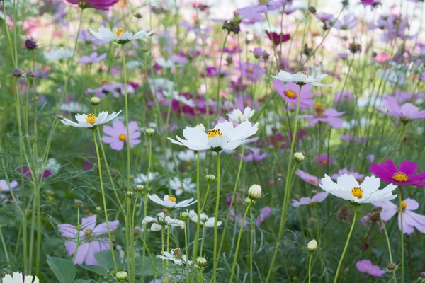 Roze kosmos bloemen — Stockfoto