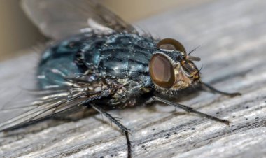 böcek ve bitkiler ile makro