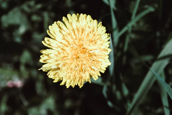 Yellow dandelion. Bright flowers dandelion on background of gree