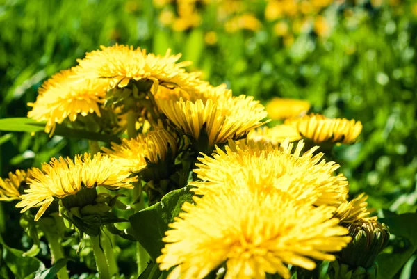 Yellow dandelion flowers - Taraxacum officinale. Dandelions fiel