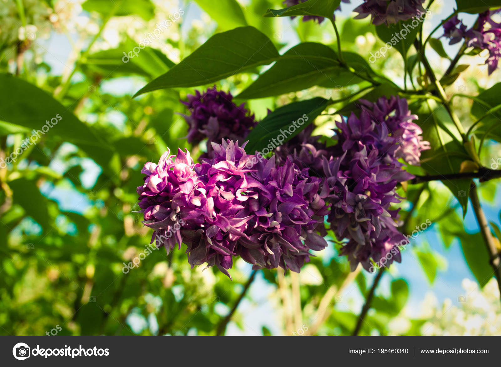 Lilac Lilacs Syringa Or Syringe Colorful Purple Lilacs Blosso Stock Photo Image By C Roussanov