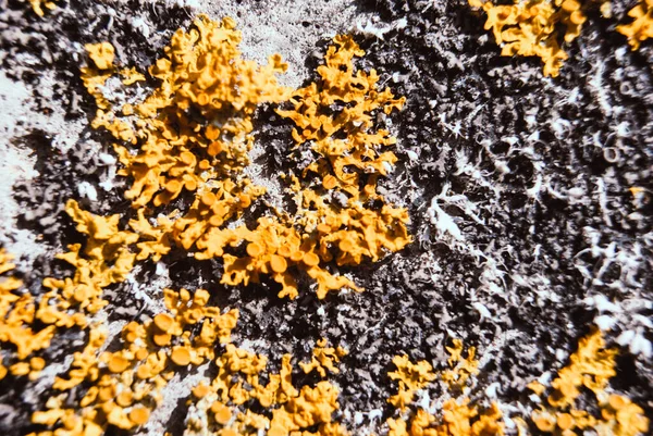 Orange lichen, yellow scale, shore lichen.