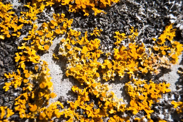 Orange lichen, yellow scale, shore lichen.