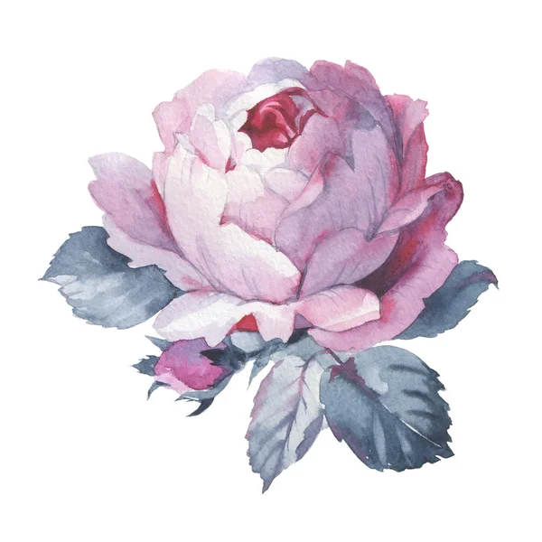 Wildflower roze bloem in een aquarel stijl geïsoleerd. — Stockfoto