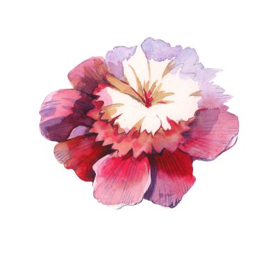 Kır çiçeği Şakayık çiçeği izole bir suluboya tarzında.