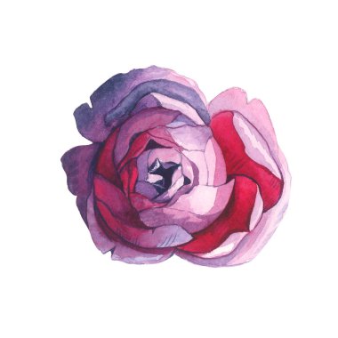 Kır çiçeği gül çiçek izole bir suluboya tarzında.