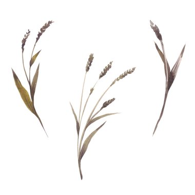 Kır çiçeği buğday çiçek izole bir suluboya tarzında.