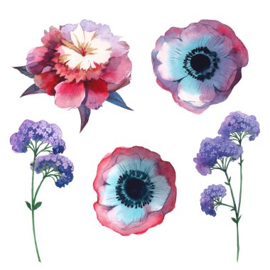 Kır çiçeği Şakayık çiçeği izole bir suluboya tarzında.