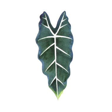 Tropikal Hawaii palmiye ağacı izole bir suluboya tarzında bırakır..