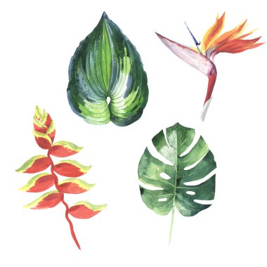 Tropikal Hawaii palmiye ağacı izole bir suluboya tarzında bırakır..