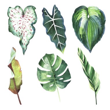 Tropikal Hawaii palmiye ağacı izole bir suluboya tarzında bırakır..