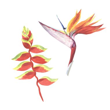 Tropikal Hawaii palmiye ağacı izole bir suluboya tarzında bırakır..