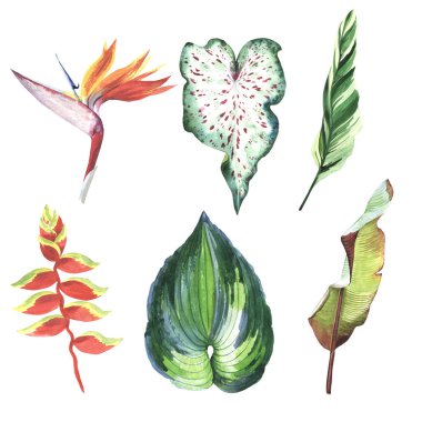 Tropikal Hawaii palmiye ağacı izole bir suluboya tarzında bırakır..