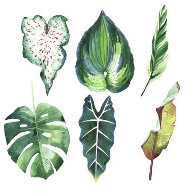 Tropikal Hawaii palmiye ağacı izole bir suluboya tarzında bırakır..