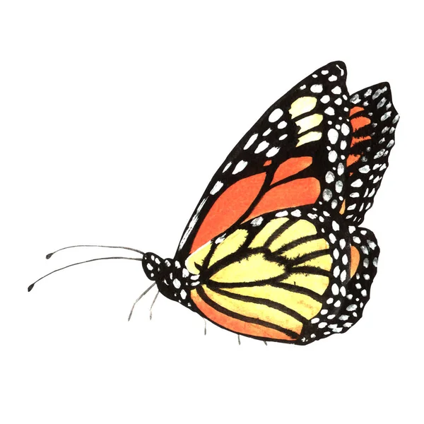 Orange butterfly in a watercolor style solated. — Stock Photo, Image