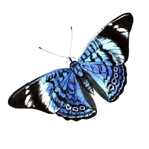 Blue butterfly in a watercolor style solated. — Stock Photo, Image