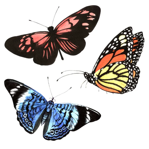 Butterflies set in a watercolor style solated. — Stock Photo, Image