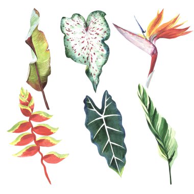 Tropikal Hawaii palmiye ağacı izole bir suluboya tarzında bırakır..