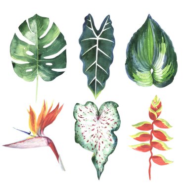 Tropikal Hawaii palmiye ağacı izole bir suluboya tarzında bırakır..