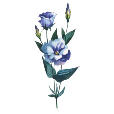 Kır çiçeği eustoma çiçek izole bir suluboya tarzında.