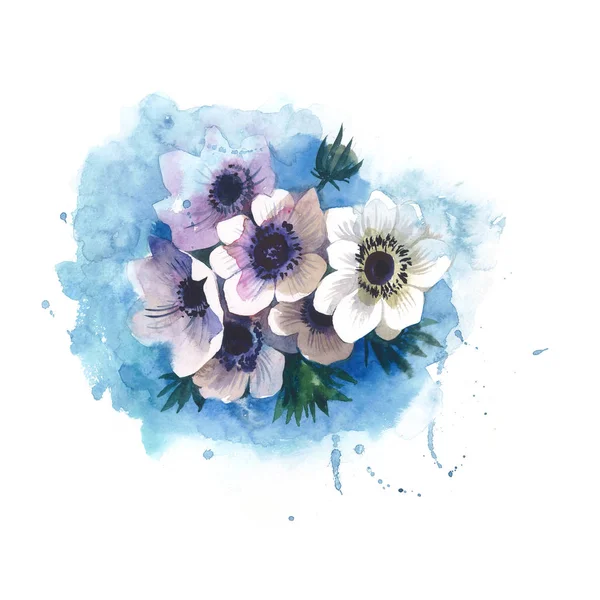 Wildflower Ανεμώνη μπλε λουλούδι σε στυλ υδροχρώματος απομονωμένες. — Φωτογραφία Αρχείου