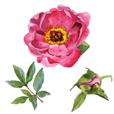 Kır çiçeği Şakayık çiçeği izole bir suluboya tarzında.