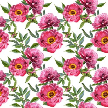 Kır çiçeği peony çiçek deseni izole bir suluboya tarzında.