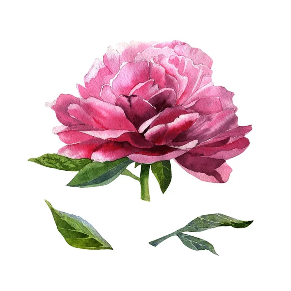 Vadvirág pünkösdi rózsa virág elszigetelt akvarell stílusú. — Stock Fotó