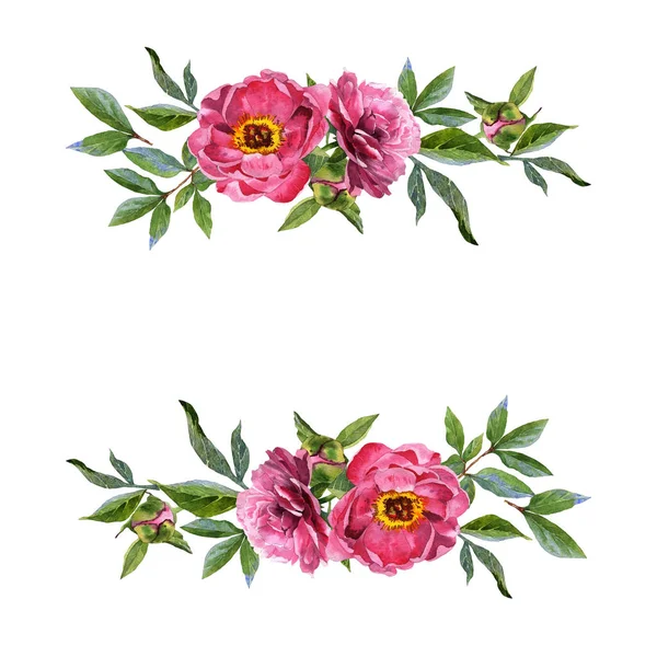 Armação de flor de peônia de flor silvestre em um estilo de aquarela isolado . — Fotografia de Stock