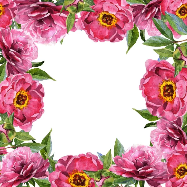 Wildflower pion blomma ram i akvarell stil isolerade. — Stockfoto