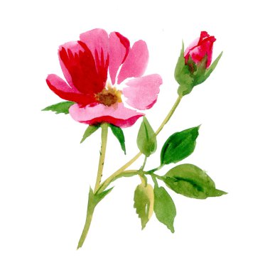 Suluboya gül çiçek buketi