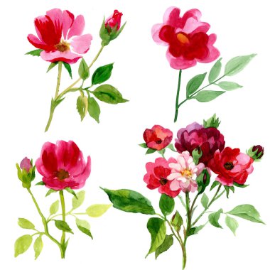 Gül suluboya'den oluşan 4 tipi