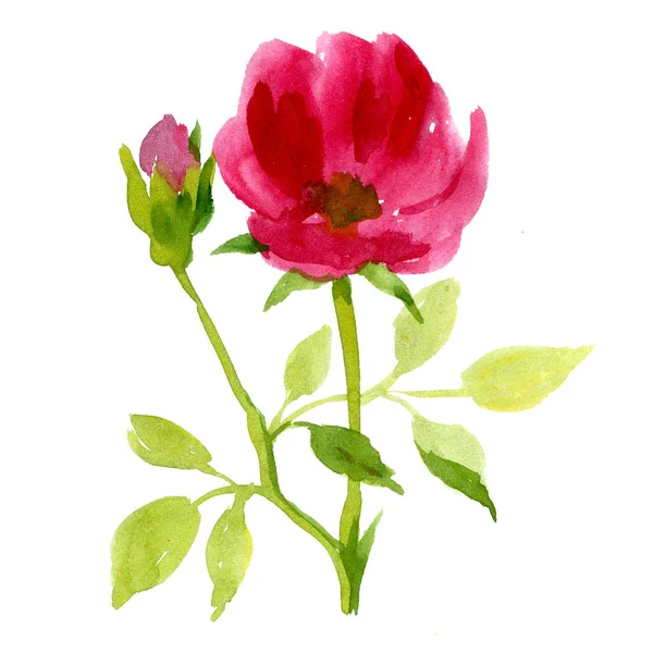 Bouquet floral de roses à l'aquarelle — Photo